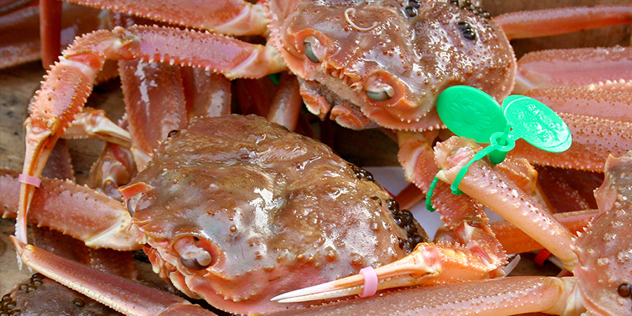 蟹